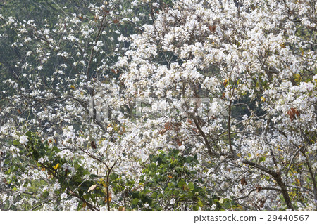 White flower tree Bauhinia variegata 29440567