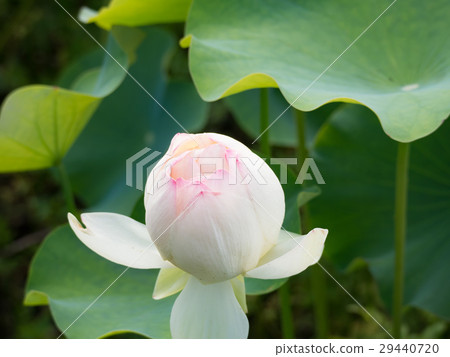 白蓮花 白蓮花 29440720