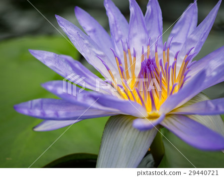 Light purple water lily 29440721