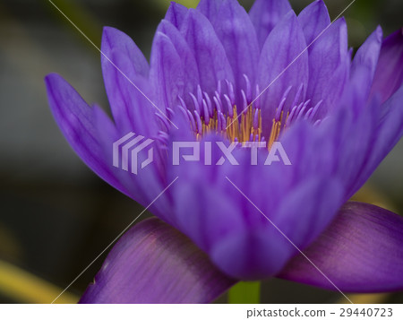 Purple water lily. 29440723