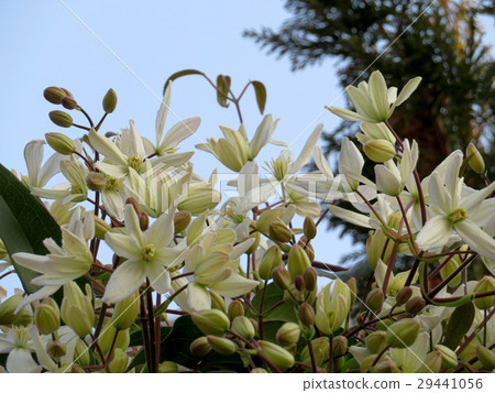 Clematisse白花 Clematisse白花 29441056