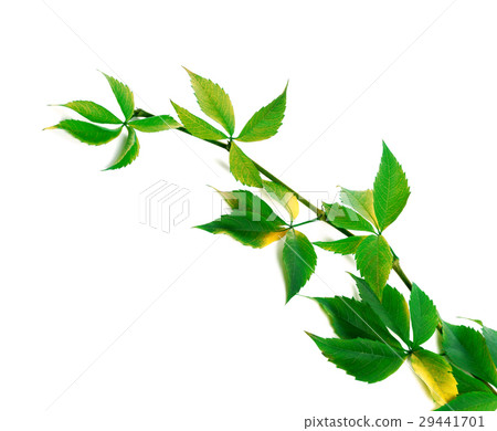 Green branch of grapes leaves 29441701