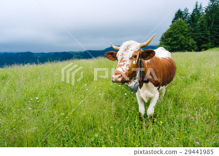 A cow grazing in the mountains on a meadow A cow grazing in the mountains on a meadow 29441985