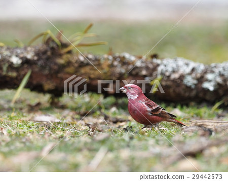 Freshwater fish Freshwater fish 29442573