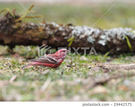 Freshwater fish Freshwater fish 29442575