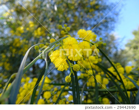 Yanagibashimimosa（花） 29442690