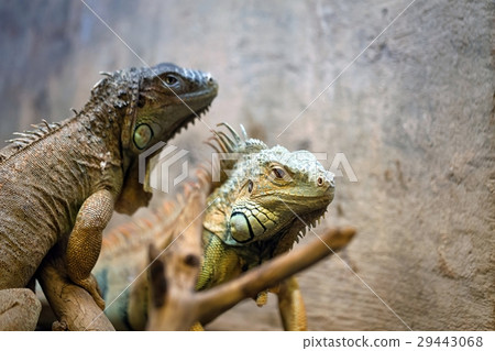 iguana reptile