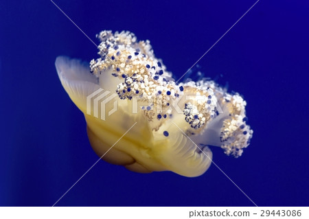 Jellyfish on the aquarium 29443086