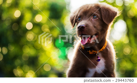 Happy puppy with bokeh background Happy puppy with bokeh background 29443760