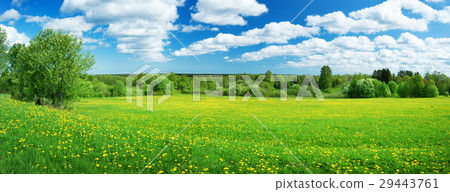 Field with dandelions and blue sky 29443761