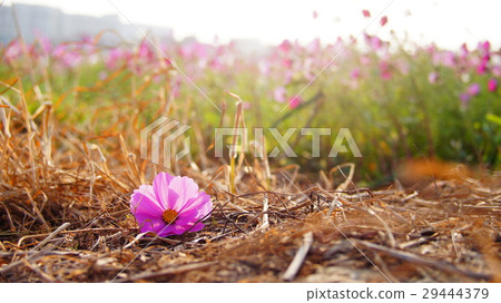 Cosmos Cosmos 29444379