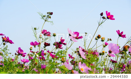 Cosmos Cosmos 29444380