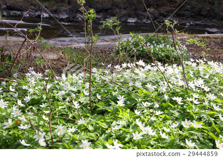 Windflowers in forest Windflowers in forest 29444859
