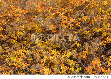 Spiraea japonica Goldflame 29444861