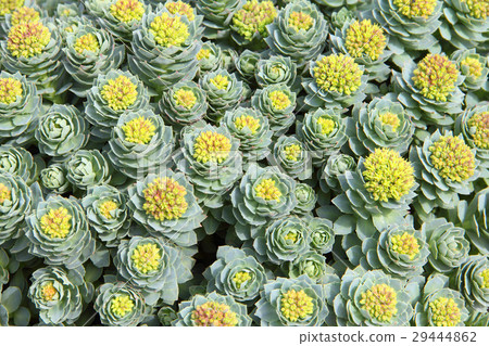 Rhodiola rosea background Rhodiola rosea background 29444862