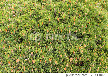 Golden pine background Golden pine background 29444863