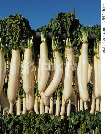 Dried radish on the Miura coast 29445630