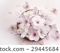 櫻花 29445684