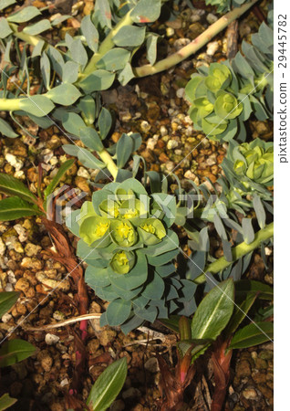 Euphorbia · Mirsinites Euphorbia · Mirsinites 29445782