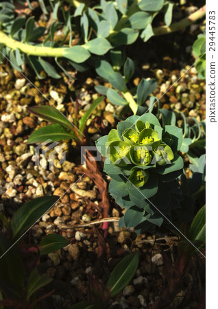 Euphorbia · Mirsinites 29445783