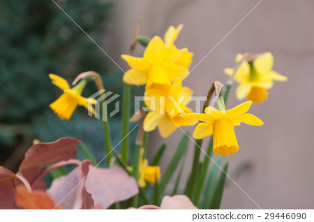 closeup of Daffodils in the street 29446090