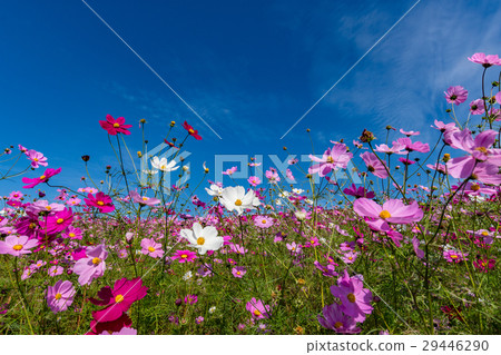 藍天的波斯菊 29446290