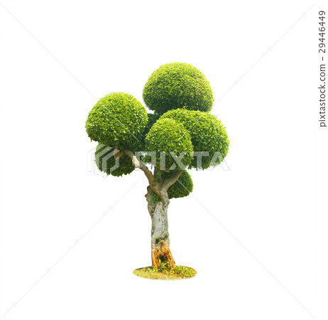 Tree bonsai green leaf. Tree bonsai green leaf. 29446449
