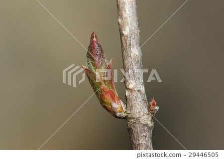 Natural plant tannyugi, young leaves just budded. White hair grows on one side of the foliage 29446505