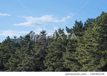 Blue sky and pine tree Blue sky and pine tree 29446544