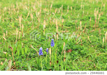 Muscari and Tsukushi 29446881