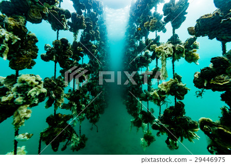 牡蠣架 牡蠣架 29446975