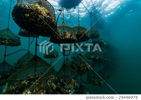 Oyster Shelf 29446978