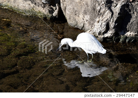 Kojiki捕獲獵物在東京三鷹市的野生鳥Sengawa淺 29447147