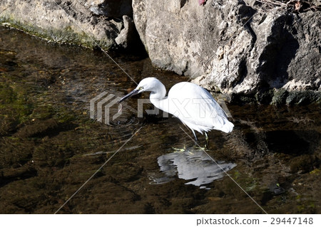 Kojiki在東京三鷹市的野鳥Sengawa淺灘捕獲了獵物的蚯蚓 Kojiki在東京三鷹市的野鳥Sengawa淺灘捕獲了獵物的蚯蚓 29447148