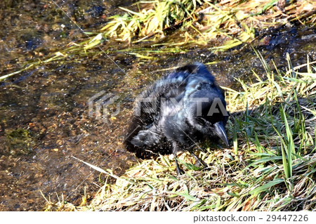一隻淡水青蛙在三鷹市,東京顫抖一隻野生鳥烏鴉的水翼 一隻淡水青蛙在三鷹市,東京顫抖一隻野生鳥烏鴉的水翼 29447226