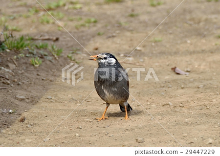 Mokudori在東京三鷹市野鳥Senkawa相鄰公園 29447229