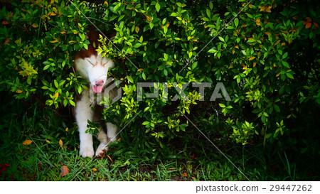 Standing Siberian Husky Hides 29447262