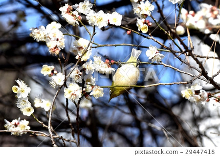 Mejiro sticking to the white plum branch of the wild bird Sengawa adjacent park in Mitaka city, Tokyo Mejiro sticking to the white plum branch of the wild bird Sengawa adjacent park in Mitaka city, Tokyo 29447418