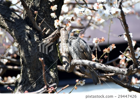 Brown-eared bulbulous on a branch of a hakubai at a wild bird Sengawa walkway in Mitaka-shi, Tokyo 29447426