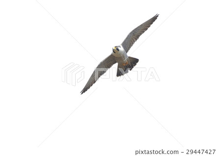 Falcon Falcon 29447427
