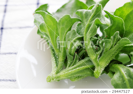 Ice plant Ice plant 29447527
