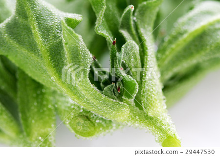 Ice plant 29447530