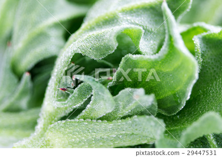 Ice plant Ice plant 29447531