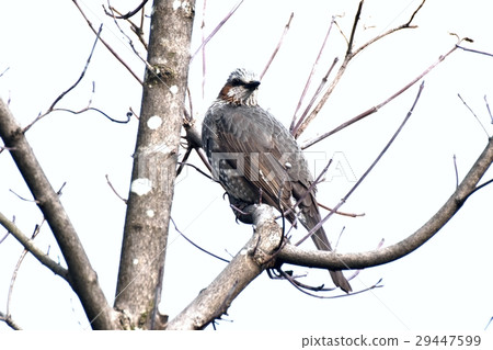 Brown-eared bulbulous on dead tree of the wild bird Sengawa walkway in Mitaka city, Tokyo 29447599