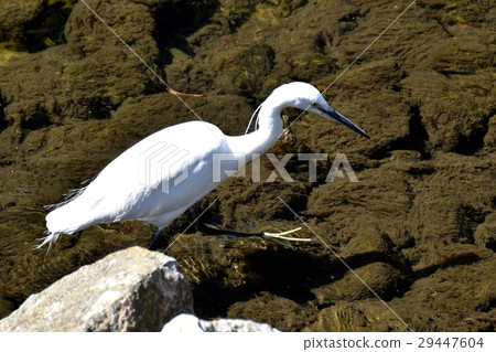 走的Kosagi，當離開野生鳥Senkawa淺在東京三鷹市，有兩根冠羽毛在夏天 29447604