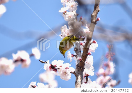 野生鳥Sengawa的梅樹沿著三鷹市，東京和mezzo走 29447732