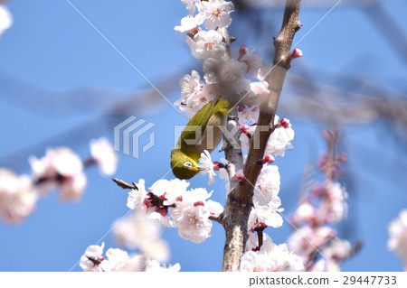 在東京三鷹市的野生鳥類在Senkawa步道上吮吸梅子蜂蜜的野生鳥類 29447733