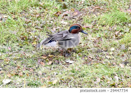 在東京三鷹市的野生鳥類在Sengawa河岸的草原上製作羽毛的Koigamo的雄性 29447734