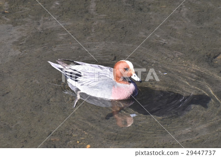 漂浮在狂放的鳥Sengawa的Hydrigam男性在Mitaka市，東京 29447737