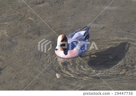 漂浮在狂放的鳥Sengawa的Hydrigam男性在Mitaka市，東京 29447738